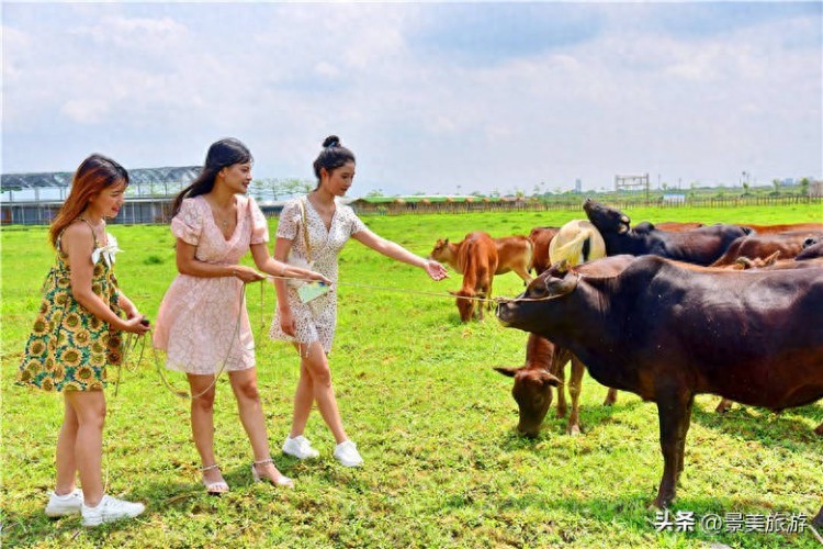 广州女大学生五一假期兼职去做牛倌称工作轻松适合躺平风景也美
