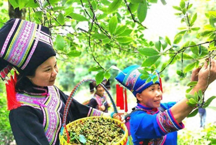 广西壮族自治区百色市：壮乡红城绿色振兴记