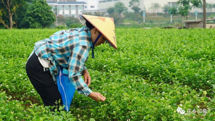 茉莉花飘香花农采摘忙