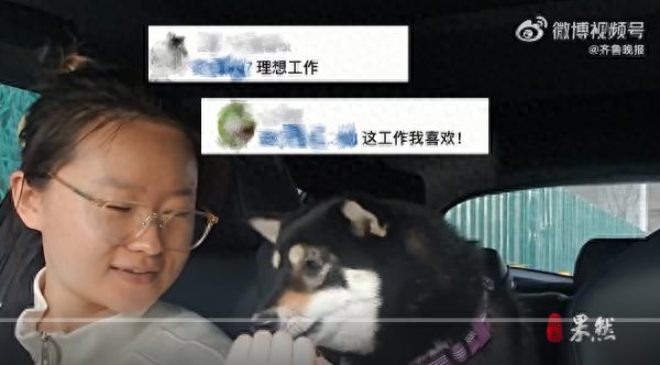 日赚400元！上海95后女生兼职给狗狗当司机！看完疯狂心动！
