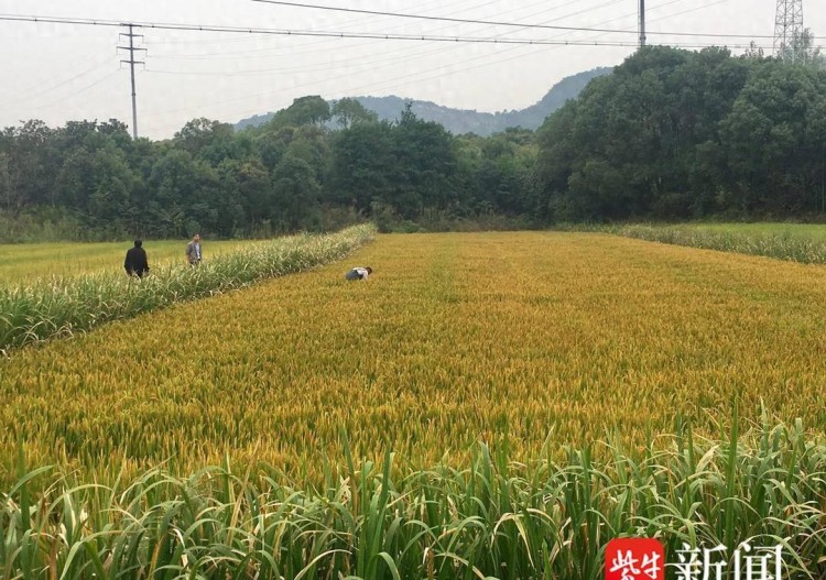 乌鳖：新奇的稻田宠物，赵亚夫大赞！