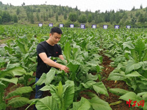 贵州省劳动模范陈丽萍：用金叶子助农增收