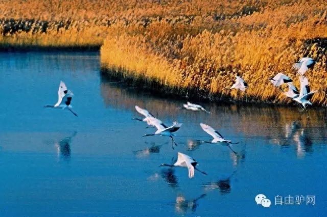 黑龙江丨“世界大湿地，中国鹤家乡”之齐齐哈尔篇